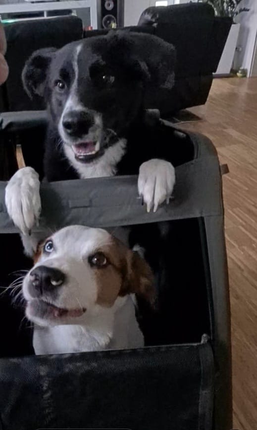 Mein Abenteuer mit dem Croozer Dog - Die Eingewöhnung meiner Hunde an den Anhänger